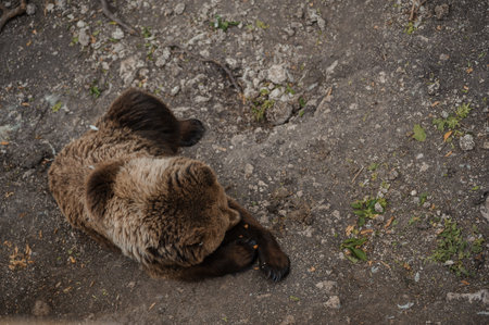 Bear lies on the ground in the forestの写真素材