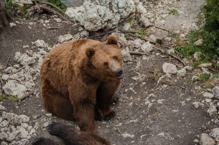 Brown bear sits on the ground in the forestの写真素材