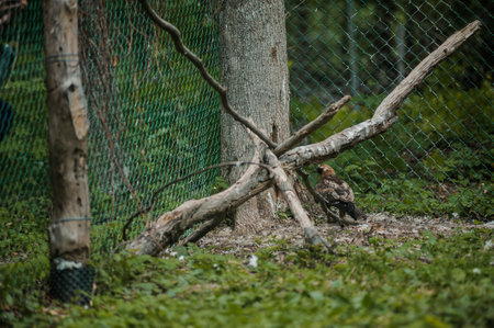 hawk in the forest. Bird of prey from the hawk family