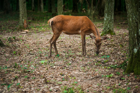 Roe deer on a background in the forestの写真素材