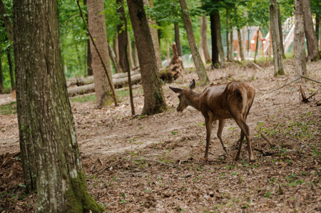 Roe deer on a background in the forestの写真素材