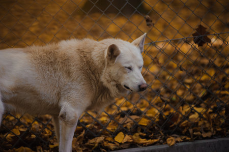 White wolf in the forest, yellow leaves in the background. Arctic white wolf