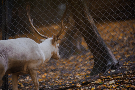White deer in the forest, yellow leaves in the background. Deer running in the forestの写真素材