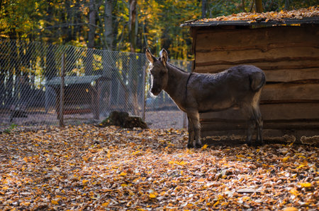 Donkey in the autumn forest, yellow leaves in the backgroundの写真素材