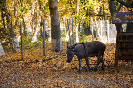 Donkey in the autumn forest, yellow leaves in the backgroundの写真素材