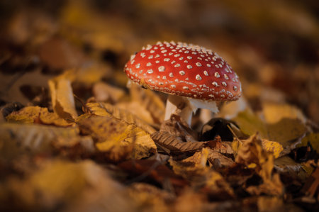 Red fly agaric mushroom in autumn forest among leavesの写真素材