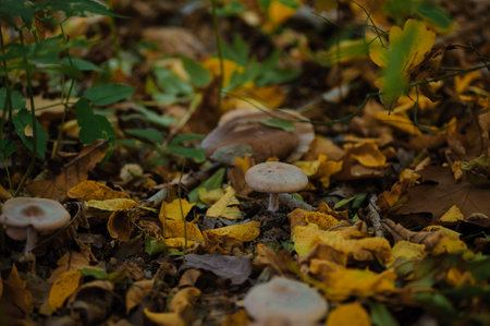 Gray mushroom row in the autumn forest.の写真素材