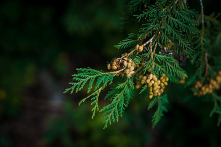 Pair of golden wedding rings on green thuja branchesの写真素材
