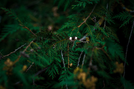Pair of golden wedding rings on green thuja branchesの写真素材