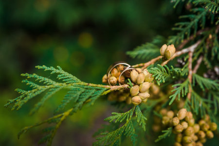 Pair of golden wedding rings on green thuja branchesの写真素材