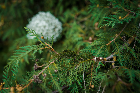 Pair of golden wedding rings on green thuja branchesの写真素材