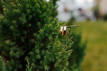 A pair of gold wedding rings on a green background. Wedding gold rings of newlyweds on green leaves
