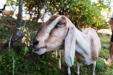 Graceful Goat in Sunlit Forest Glade Captured on a Serene Summer Day.