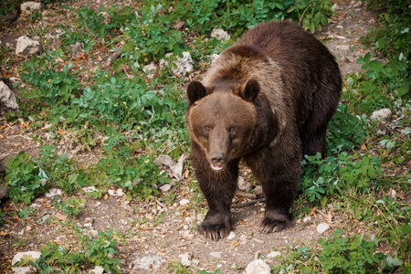 Majestic Brown Bear Roaming in Lush Green Forest Against Rocky Terrain.
