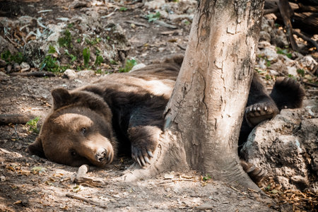 Tranquil Brown Bear Resting Peacefully Beneath a Sunlit Tree in a Serene Forest Setting.の写真素材