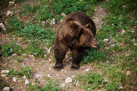 Majestic Brown Bear Roaming Through Lush Forest Landscape.