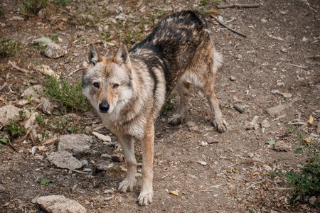 Majestic Gray Wolf in Natural Habitat Displaying Wildlife Beauty and Earthy Surroundings.