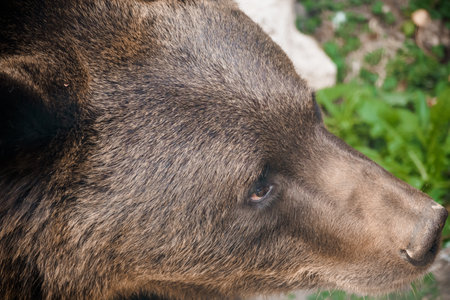 Majestic Brown Bear Close-up in Natural Habitat.