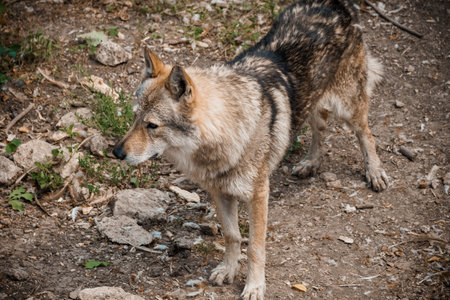 Majestic Wild Wolf in Natural Habitat Portrait.