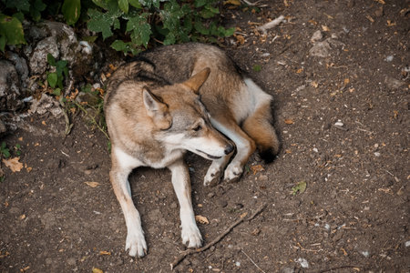Peaceful Wolf Resting on Earthy Ground Surrounded by Green Foliage in Nature's Embrace.