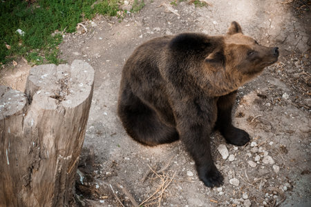 Majestic Brown Bear Resting in Natural Habitat Surrounded by Forest Landscape.