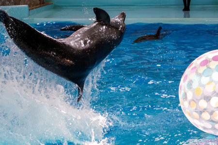 Majestic Dolphin Leaping Playfully through Crystal Clear Water at Marine Show.の写真素材