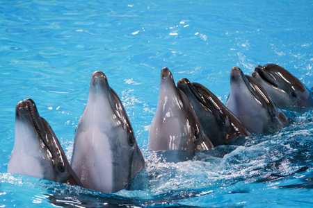 Graceful Dolphins in Unison Swimming Playfully in Aquatic Paradise.の写真素材