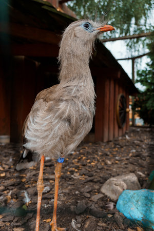Waterbird Standing in a Rustic Enclosure with Natural Surroundings.の写真素材