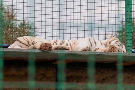 Serene White Tiger Resting Peacefully in Sanctuary Enclosure.の写真素材