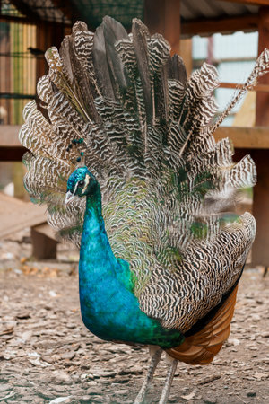 Majestic Peacock Displaying Its Vibrant Plumage in a Serene Environment.の写真素材