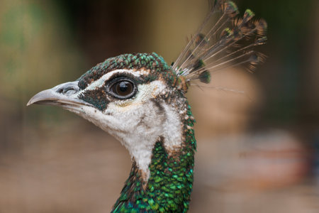 Majestic Peacock Displaying Vibrant Plumage in Natural Habitat.の写真素材