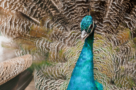 Majestic Peacock Displaying Vibrant Feathers in Natural Habitat.の写真素材
