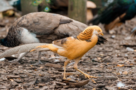 Majestic Golden Pheasant Strutting Among Feathered Friends in a Lush Garden Landscape.