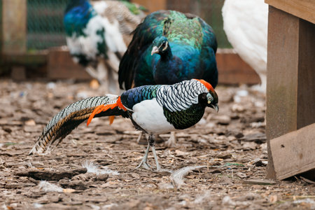 Exotic Colorful Birds in a Natural Habitat with Feathered Ground.の写真素材