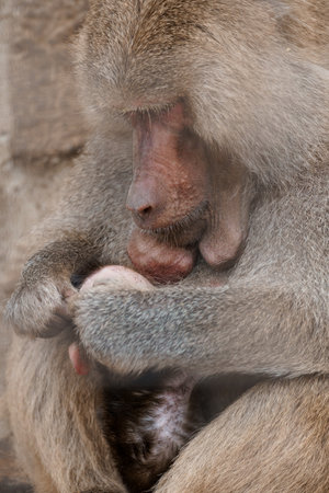 Intimate Moment of a Baboon Nurturing Its Young in a Natural Habitat.の写真素材