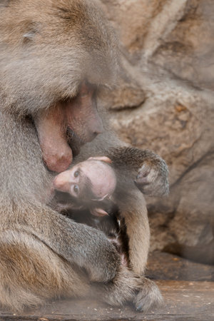 Emotional Bonding: A Baboon Mother Nurturing Her Baby in a Natural Habitat.の写真素材