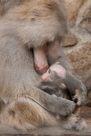 Tender Moments: A Mother Baboon Cradling Her Baby in a Gentle Embrace.の写真素材