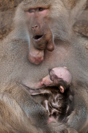 Affectionate Baboon Mother Cuddling Her Adorable Baby in Nature.の写真素材