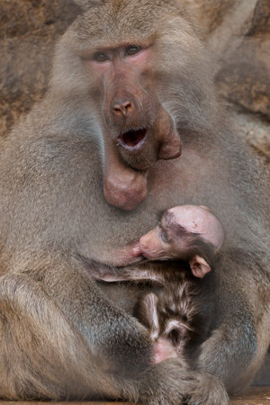Majestic Baboon Family Bonding Moment in Nature.の写真素材