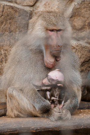 Majestic Baboon Mother's Bonding Moment with Her Adorable Infant Under Soft Focus.