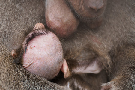 Intimate Bonding Moment Between a Mother Baboon and Her Newborn Infant.