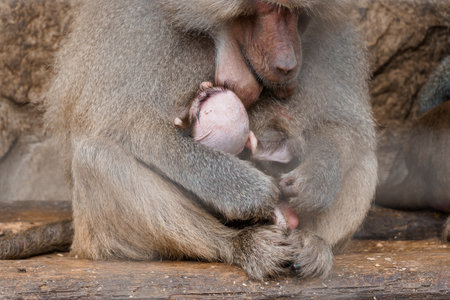 Tender Moment Between Baboon Mother and Newborn Baby.の写真素材