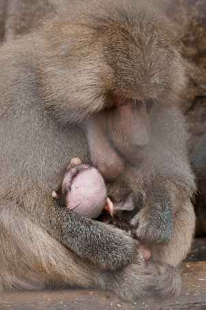 Tender Moments: A Mother Baboon Cuddling Her Baby in a Serene Natural Habitat.の写真素材