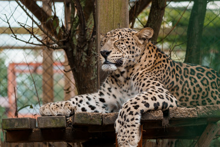 Majestic Leopard Lounging in a Natural Habitat with Lush Greenery.の写真素材