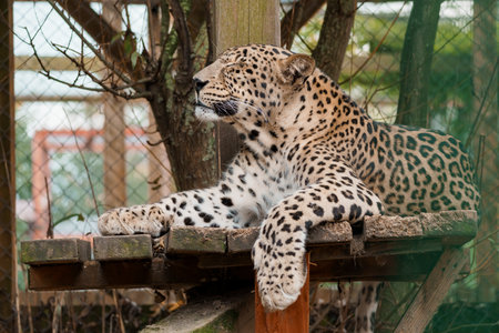 Majestic Leopard Relaxing on a Perch in a Natural Habitat Setting.の写真素材