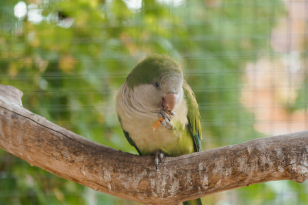 Curious Green Parrot Eating on a Branch in a Natural Setting.
