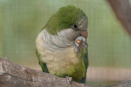 Vibrant Quaker Parrot Preening Its Feathers on a Branch in a Natural Setting.