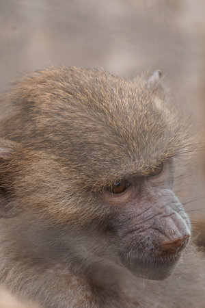 Captivating Close-Up of a Thoughtful Baboon in Its Natural Habitat.の写真素材