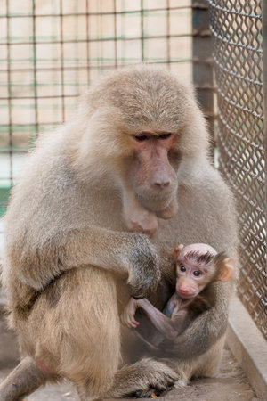 Tender Moment Between Mother Baboon and Her Baby in Captivity.