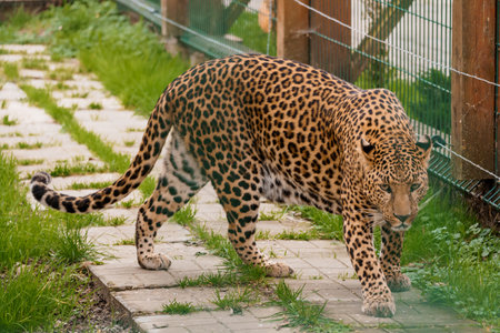 Majestic Leopard Strolling Through Greenery with Intricate Spot Patterns.